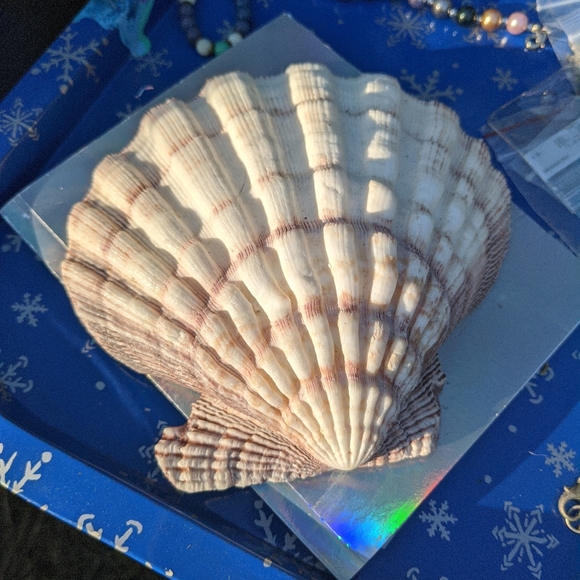 Lions Paw GIANT scallop shell 🐚 Nodiprctin Nodosus RARE big shell #beach - Picture 5 of 5